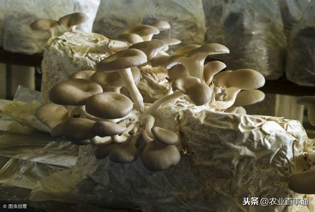 小蘑菇大致富！依靠种植蘑菇，一跃成为全县万元户最多的村！