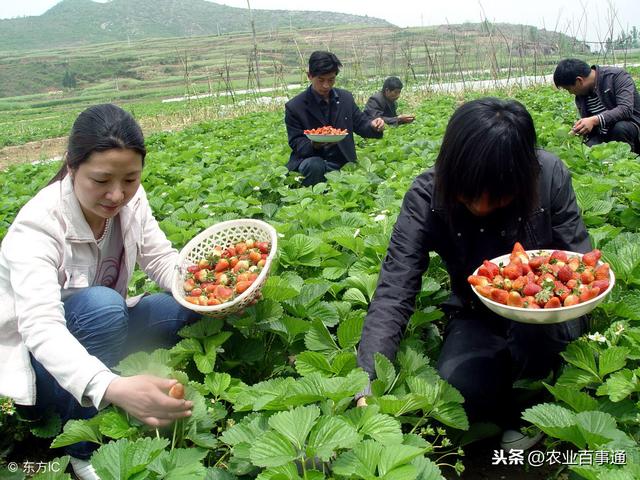 冬季草莓种植三大要点要注意！不要忽视！容易导致减产！