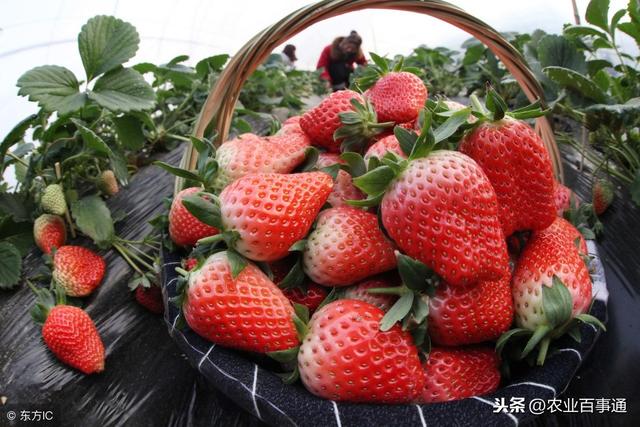 冬季草莓种植三大要点要注意！不要忽视！容易导致减产！