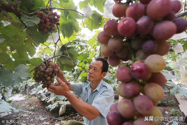 葡萄培育很关键！很多果农困在了这个点上出不去！损失严重！