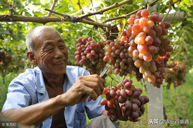 葡萄培育很关键！很多果农困在了这个点上出不去！损失严重！