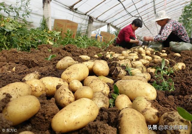 为什么马铃薯中毒后必然减产，人食用中毒的马铃薯却不受影响？