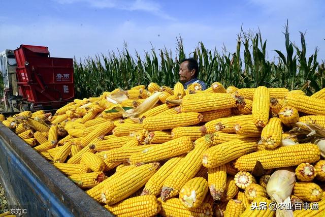 玉米是高产作物,需肥特点是什么?很多农户并没有真正搞清楚!