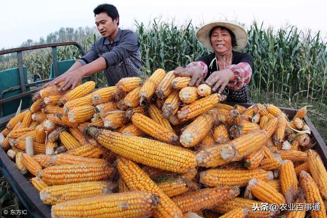 玉米是高产作物,需肥特点是什么?很多农户并没有真正搞清楚!