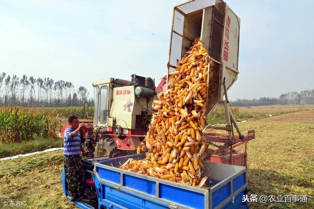 玉米是高产作物,需肥特点是什么?很多农户并没有真正搞清楚!
