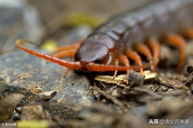 蔬菜大棚里养蜈蚣是什么神仙操作？竟然还能够带动丰产！