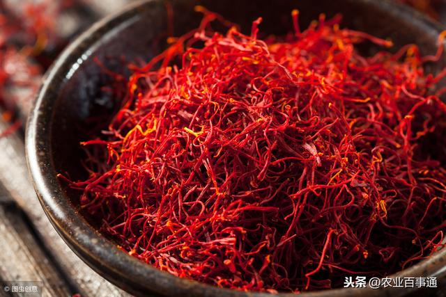 世纪难题:为什么只有藏红花的花丝最值钱,被称为“红色金子”?