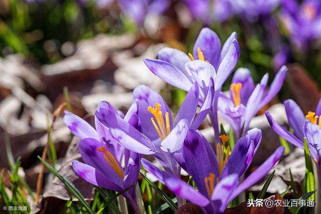 世纪难题:为什么只有藏红花的花丝最值钱,被称为“红色金子”?