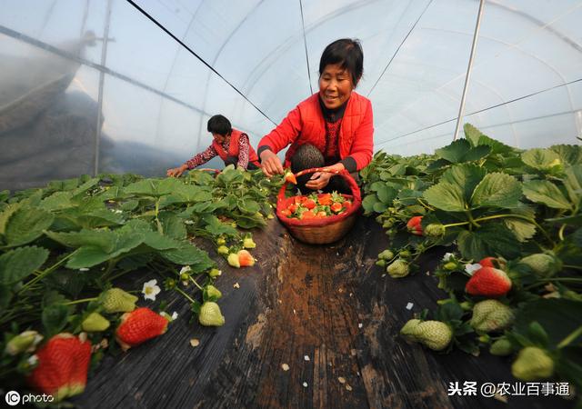要想草莓甜，肥水管理是重点！做好这三步，满满的甜度带给你！