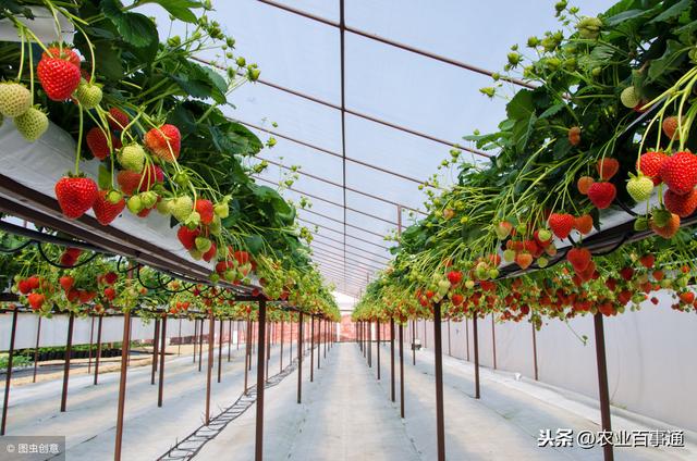 要想草莓甜，肥水管理是重点！做好这三步，满满的甜度带给你！