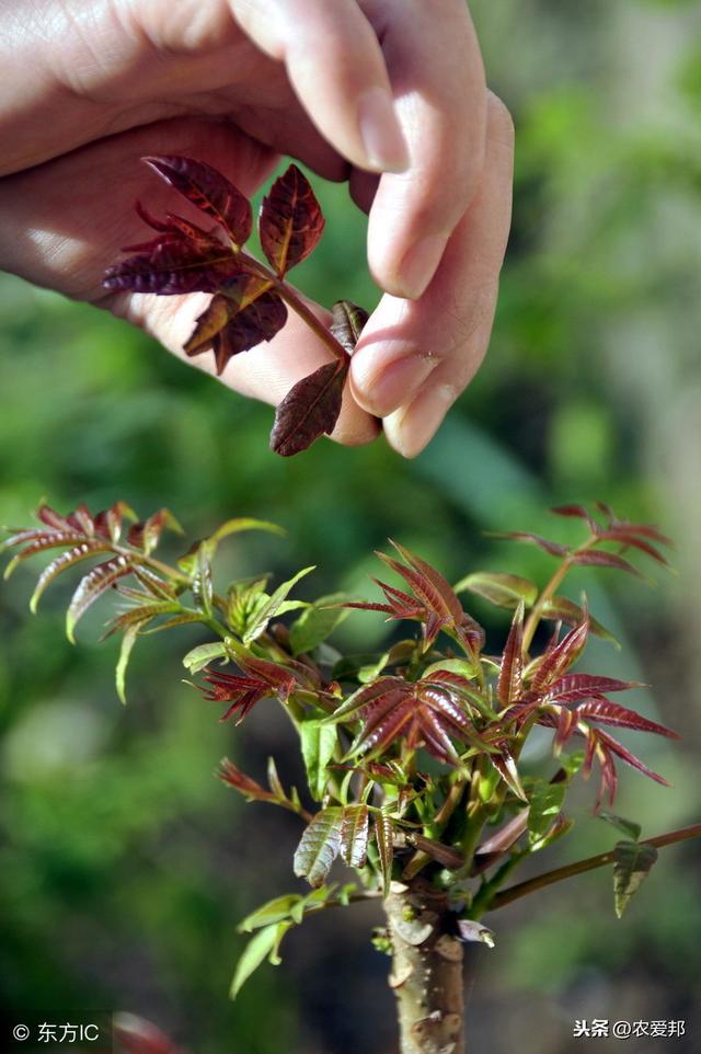 这几种珍贵的农村野菜,如果你认识三种的话,算你厉害了!