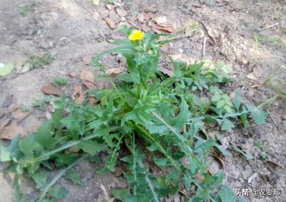 这几种珍贵的农村野菜,如果你认识三种的话,算你厉害了!