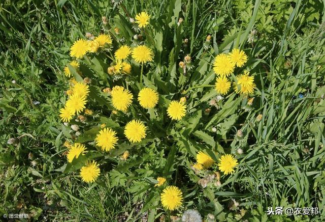 这几种珍贵的农村野菜,如果你认识三种的话,算你厉害了!