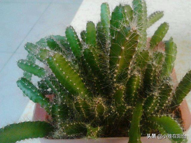 吃完火龙果,籽儿留下撒盆里,7天长出小绿芽,1年多开花,结满果