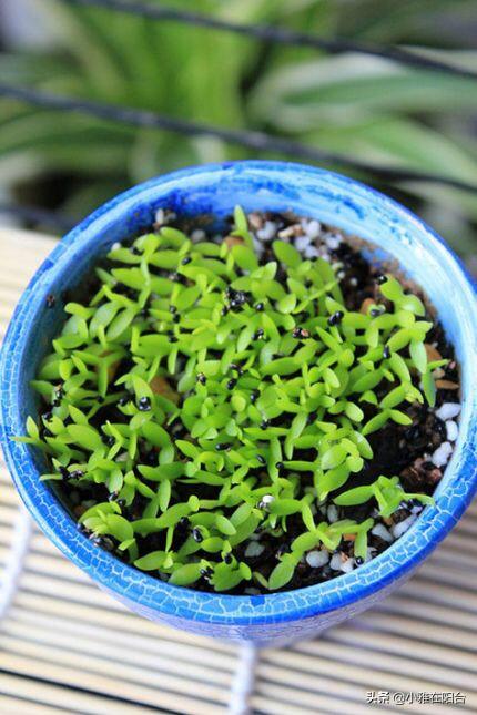 吃完火龙果,籽儿留下撒盆里,7天长出小绿芽,1年多开花,结满果