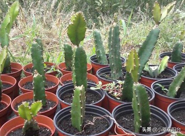 吃完火龙果,籽儿留下撒盆里,7天长出小绿芽,1年多开花,结满果