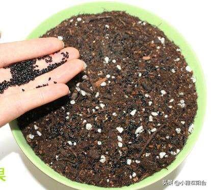 吃完火龙果,籽儿留下撒盆里,7天长出小绿芽,1年多开花,结满果