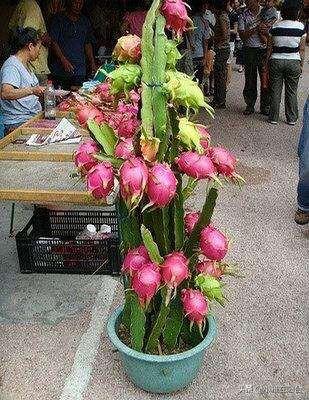 吃完火龙果,籽儿留下撒盆里,7天长出小绿芽,1年多开花,结满果