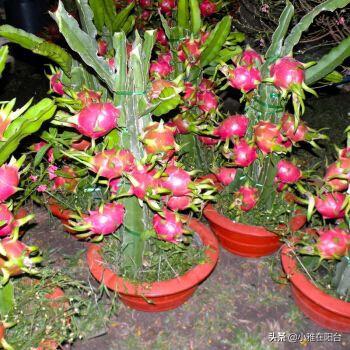 吃完火龙果,籽儿留下撒盆里,7天长出小绿芽,1年多开花,结满果