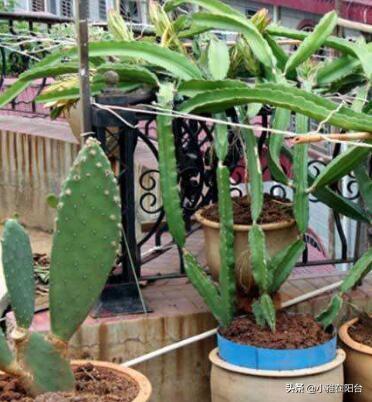 吃完火龙果,籽儿留下撒盆里,7天长出小绿芽,1年多开花,结满果