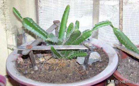 吃完火龙果,籽儿留下撒盆里,7天长出小绿芽,1年多开花,结满果