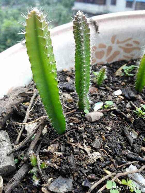 吃完火龙果,籽儿留下撒盆里,7天长出小绿芽,1年多开花,结满果
