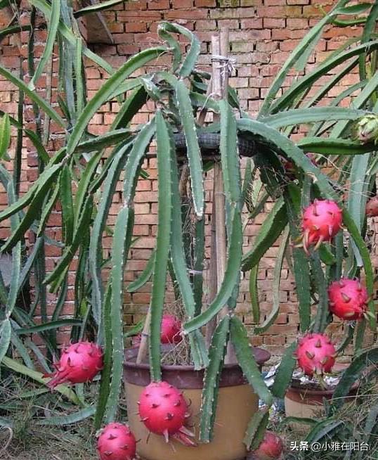 吃完火龙果,籽儿留下撒盆里,7天长出小绿芽,1年多开花,结满果