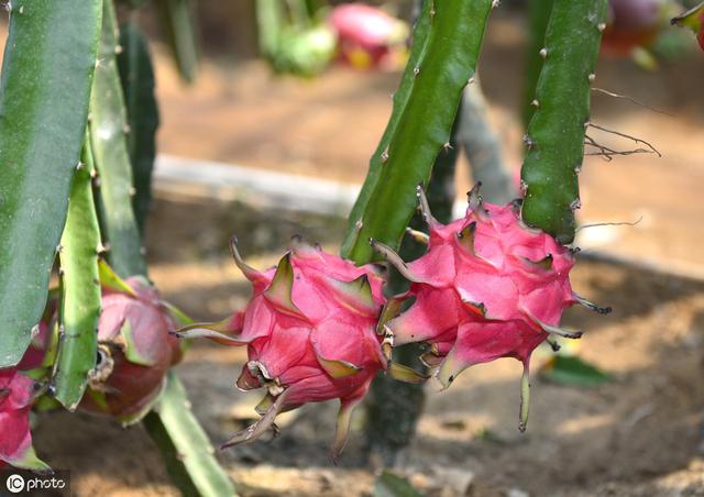 火龙果果园杂草太多怎么办？用“草铵膦”效果绝对好