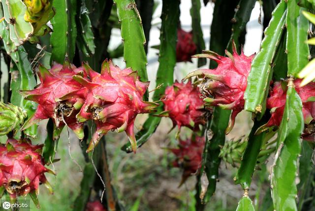 火龙果果园杂草太多怎么办？用“草铵膦”效果绝对好