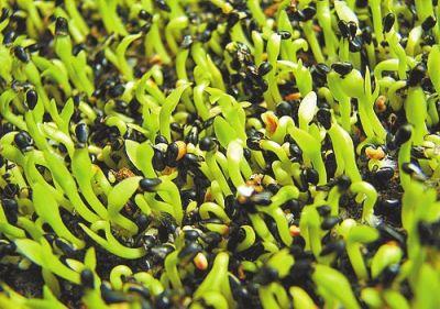 火龙果能吃、能玩,切1块果肉,5天发芽变盆栽,来年结果1箩筐