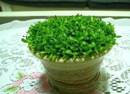 火龙果能吃、能玩,切1块果肉,5天发芽变盆栽,来年结果1箩筐