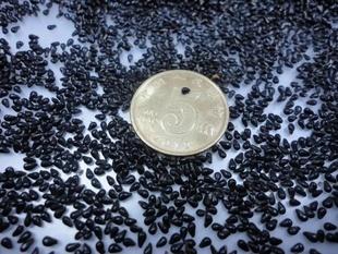 火龙果能吃、能玩,切1块果肉,5天发芽变盆栽,来年结果1箩筐