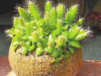 火龙果能吃、能玩,切1块果肉,5天发芽变盆栽,来年结果1箩筐