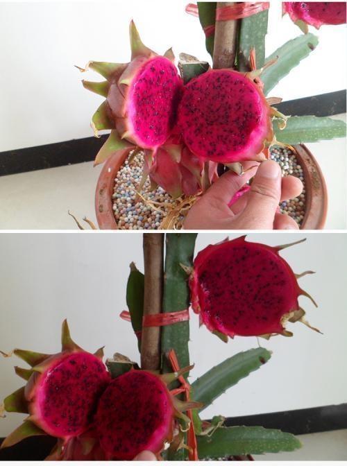 火龙果能吃、能玩,切1块果肉,5天发芽变盆栽,来年结果1箩筐