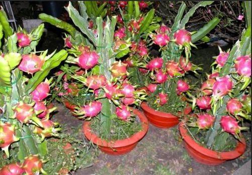 火龙果能吃、能玩,切1块果肉,5天发芽变盆栽,来年结果1箩筐