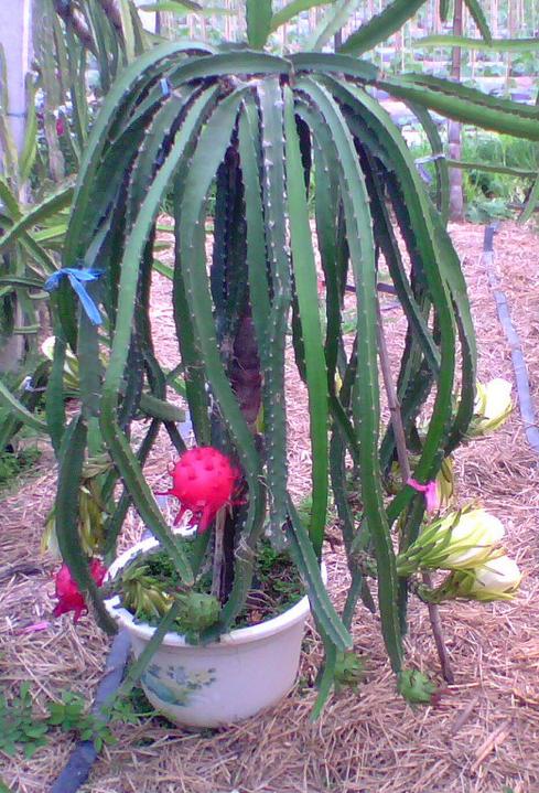 火龙果在家怎么种?教你实用家庭火龙果盆栽方法