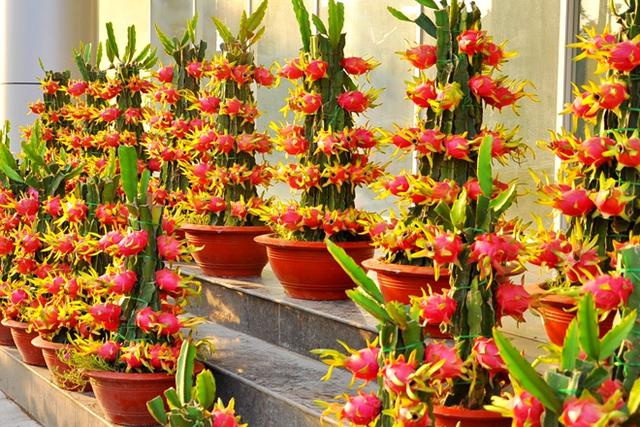 火龙果在家怎么种?教你实用家庭火龙果盆栽方法