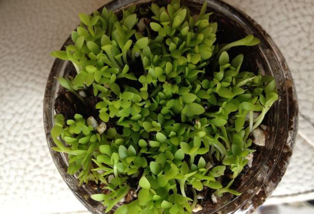 盆栽火龙果,一根枝扦插就行,南方人吃不完,北方人吃不着