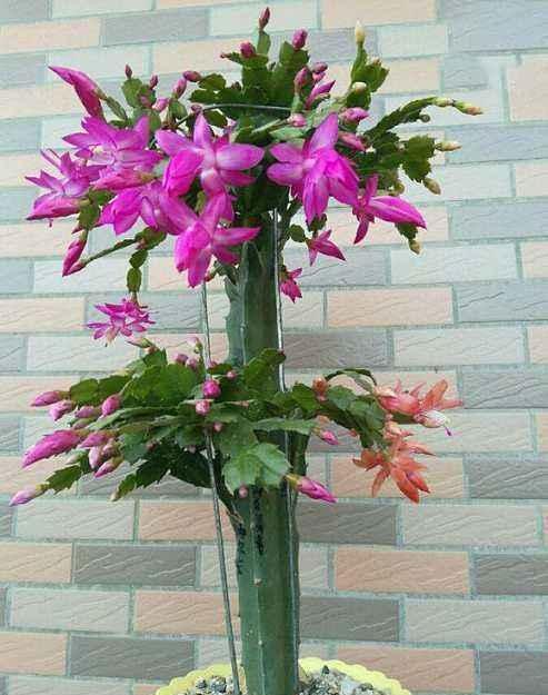 盆栽火龙果,一根枝扦插就行,南方人吃不完,北方人吃不着