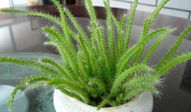 盆栽火龙果,一根枝扦插就行,南方人吃不完,北方人吃不着