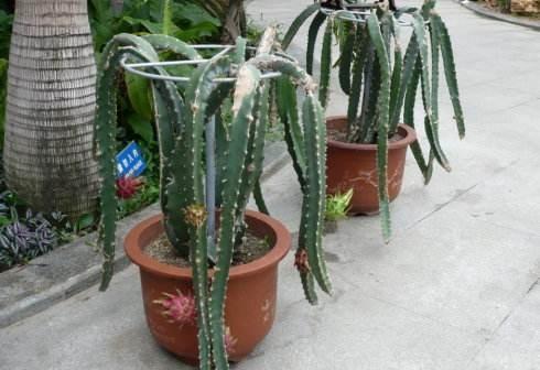 盆栽火龙果,一根枝扦插就行,南方人吃不完,北方人吃不着