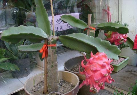 盆栽火龙果,一根枝扦插就行,南方人吃不完,北方人吃不着