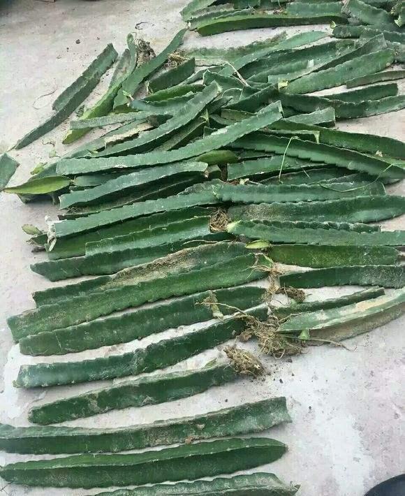 盆栽火龙果,一根枝扦插就行,南方人吃不完,北方人吃不着