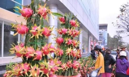 盆栽火龙果,一根枝扦插就行,南方人吃不完,北方人吃不着