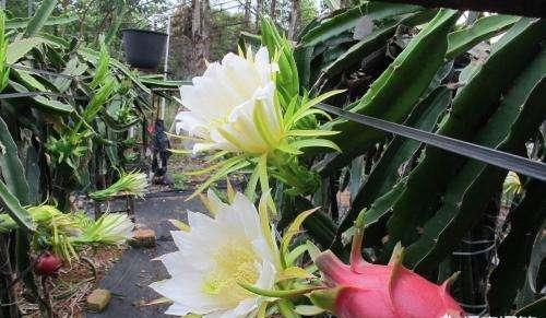 盆栽火龙果,一根枝扦插就行,南方人吃不完,北方人吃不着