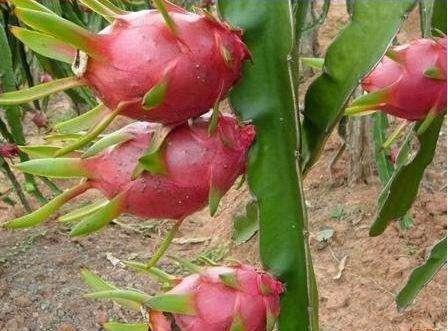 盆栽火龙果,一根枝扦插就行,南方人吃不完,北方人吃不着