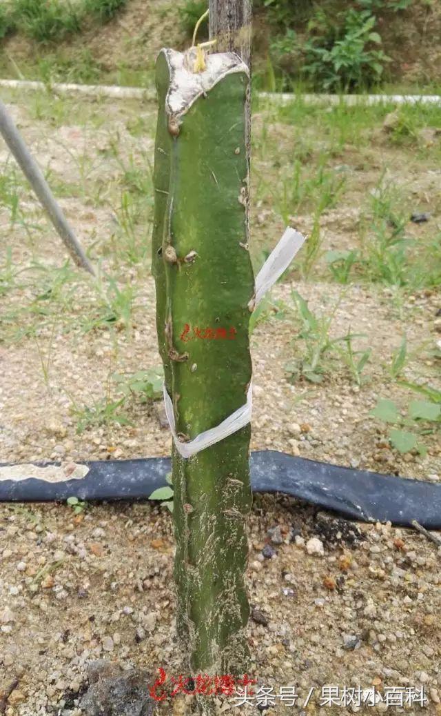 火龙果种植不可不知的秘密之一!火龙果3种繁育方式