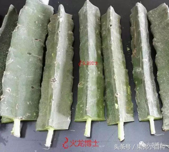 火龙果种植不可不知的秘密之一!火龙果3种繁育方式