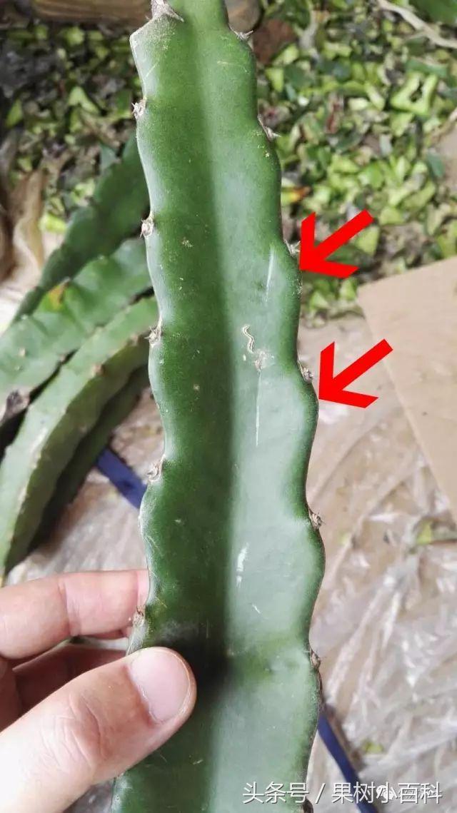 火龙果种植不可不知的秘密之一!火龙果3种繁育方式