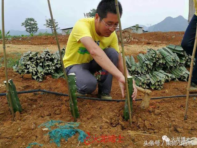 火龙果种植不可不知的秘密之一!火龙果3种繁育方式